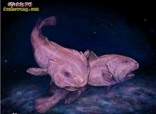 世界上最丑的动物-水滴鱼