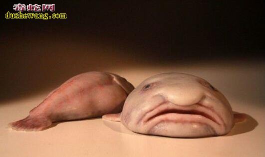 世界上最丑的动物-水滴鱼