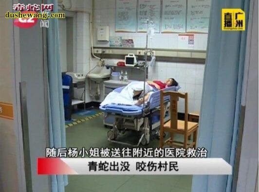 毒蛇爬上床!广东女子早上醒来被床上条毒蛇咬伤!