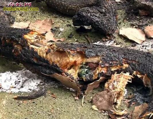 养蛇模式很重要 加温方法不对易造成火灾