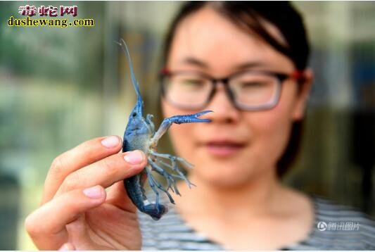 江苏现罕见蓝色小龙虾 吃货们你们还敢吃吗
