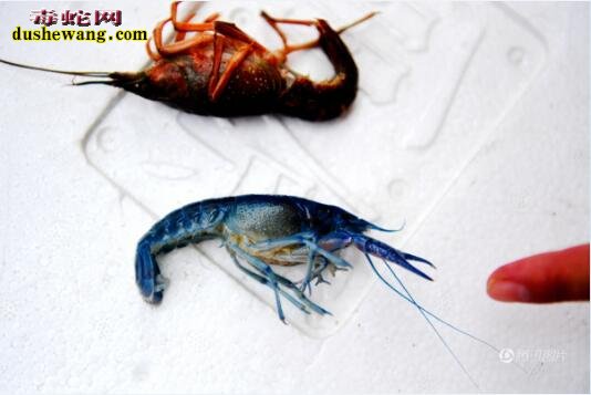 江苏现罕见蓝色小龙虾 吃货们你们还敢吃吗
