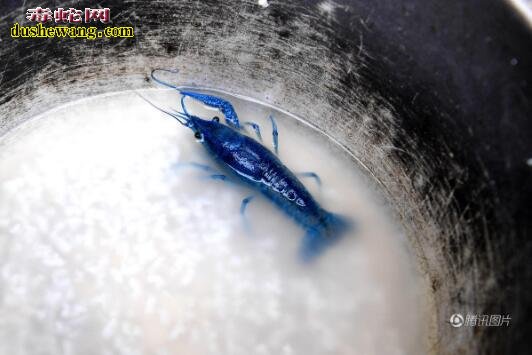 江苏现罕见蓝色小龙虾 吃货们你们还敢吃吗