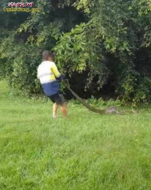 澳洲女子家园发现5米巨蟒 吞食整只大袋鼠!