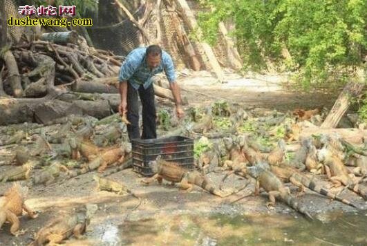 墨西哥男子家财散尽, 妻离子散 只为一群恐怖生物“巨蜥”