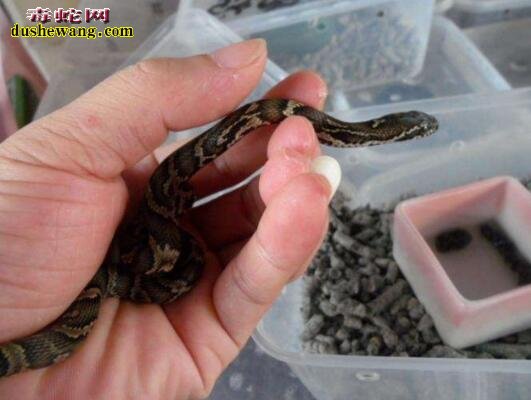 棕黑锦蛇外形特征