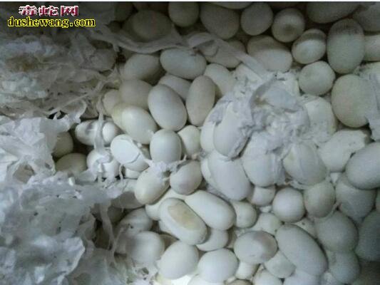 雷村蛇场优质越南眼镜蛇蛋出售