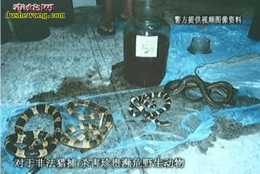 “万能朋友圈”成“坑爹圈” 女儿发朋友圈炫耀父亲杀蟒蛇被抓!