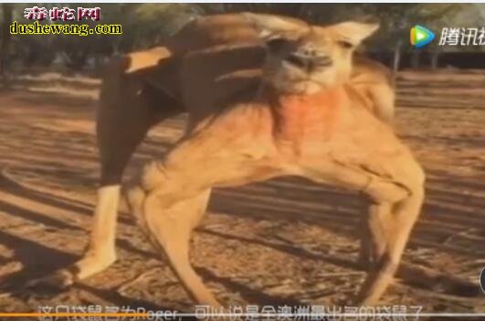 世界上最强壮的袋鼠 浑身肌肉 强壮的像施瓦辛格!