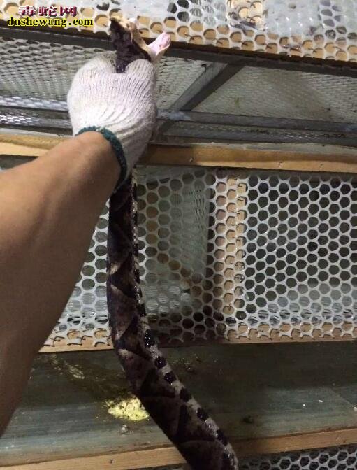 养蛇木箱