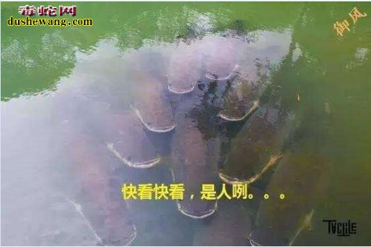 世界上最笨的鱼 见到人不跑反而靠近濒临灭绝