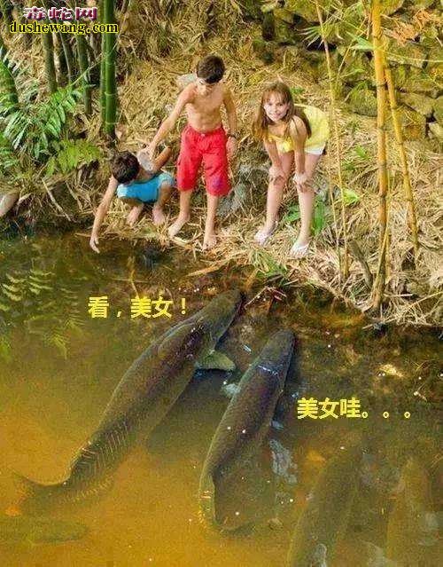 世界上最笨的鱼 见到人不跑反而靠近濒临灭绝