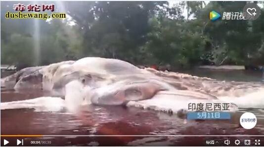 印尼海滩现15米长神秘生物 海底究竟有多少未解之谜?