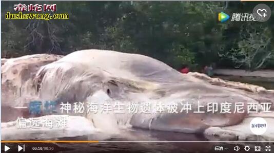 印尼海滩现15米长神秘生物 海底究竟有多少未解之谜?
