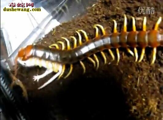 加拉帕格斯巨人蜈蚣捕食小白鼠