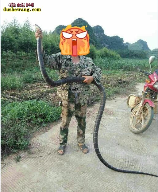 广西崇左男子捕捉3米眼镜王蛇被咬身亡