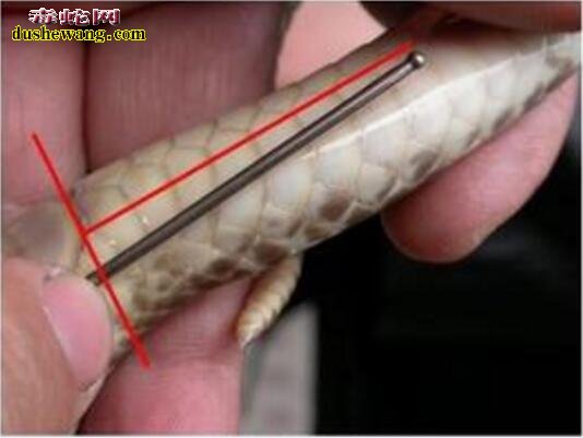 水律蛇雌雄分辨图片6