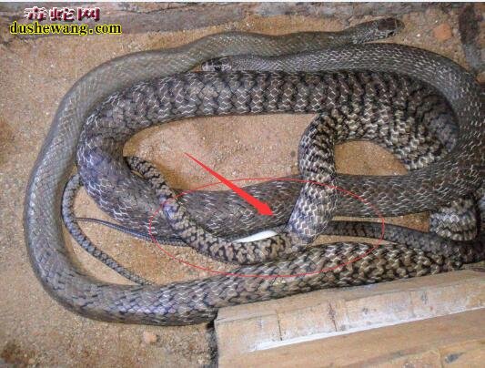 水律蛇公母图片