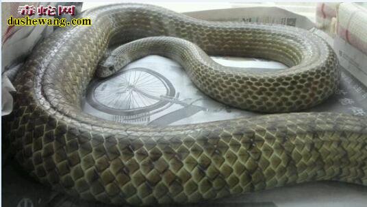 水律蛇7斤图片1