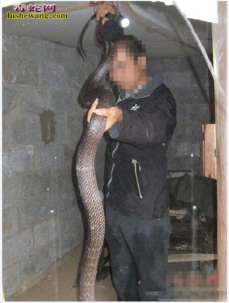 水律蛇7斤图片4