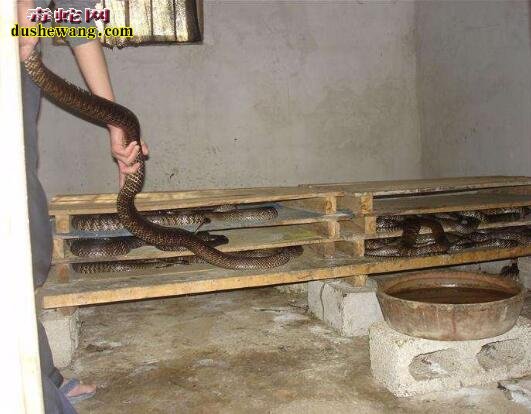 10斤重的滑鼠蛇