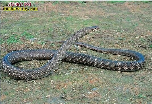 世界上最大的水律蛇图片12