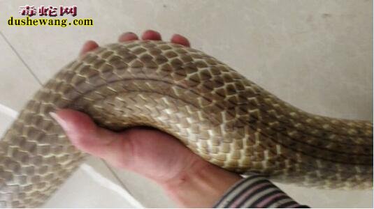 世界上最大的水律蛇图片5