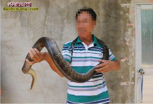 世界上最大的水律蛇图片6