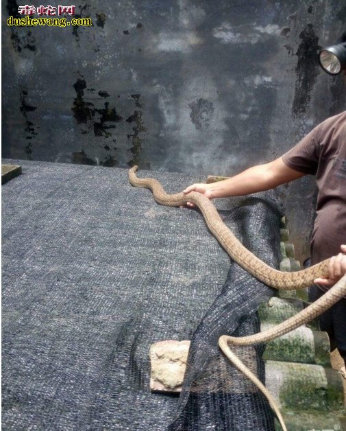 世界上最大的水律蛇图片7