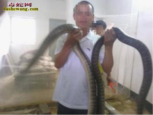 世界上最大的水律蛇图片8