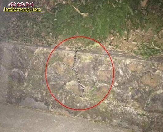 广州路边发现毒蛇躲入细缝 消防员用火攻出1.2米银环蛇