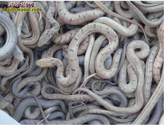 王锦蛇幼蛇