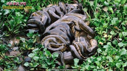 群蛇交配：上百条性嗜雄蛇盘绕成球被雌蛇吞噬！
