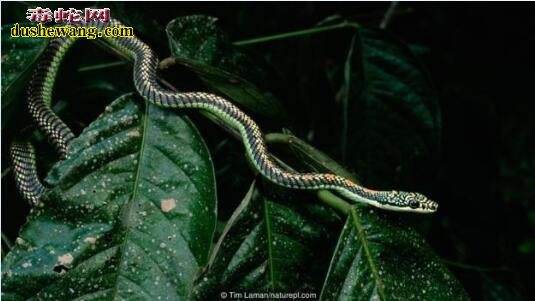 群蛇交配：上百条性嗜雄蛇盘绕成球被雌蛇吞噬！
