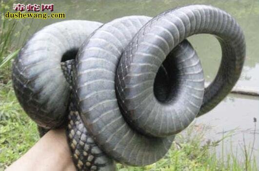 乌梢蛇重量
