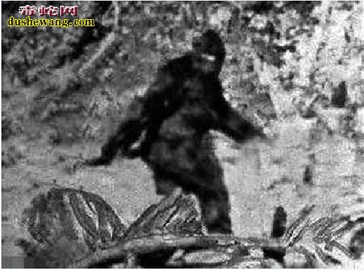 【野人】神农架究竟有没有“野人” 听听专家怎么说的?