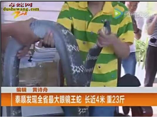 70多斤最大的眼镜王蛇