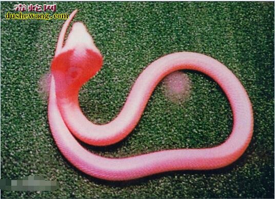 粉红眼镜蛇