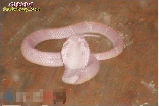 粉红眼镜蛇