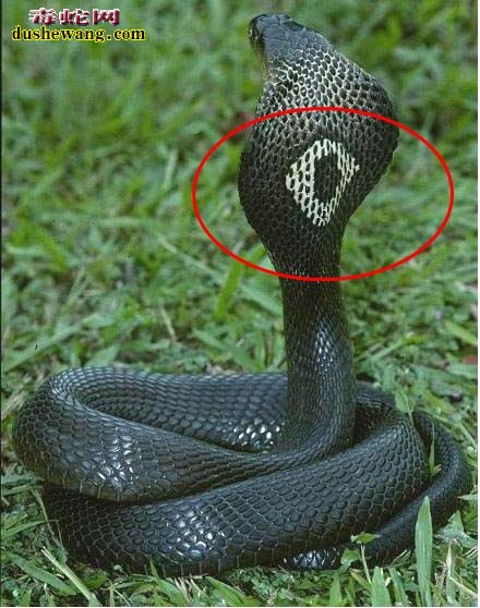 眼镜蛇是什么样子的？