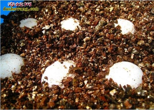 蛇蛋孵化用什么材料好？各种蛇蛋孵化设备优缺点分析！