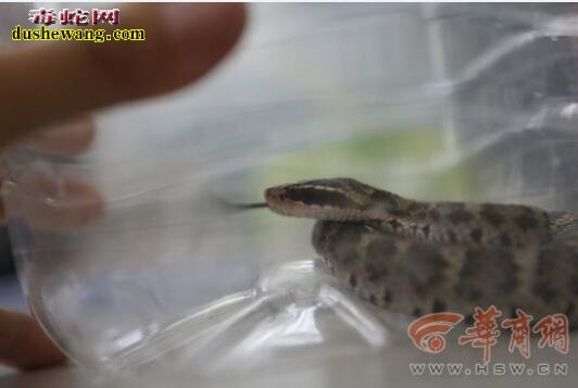 曲江玫瑰园小区现30厘米麻蛇 专家鉴定疑似剧毒白眉蝮蛇