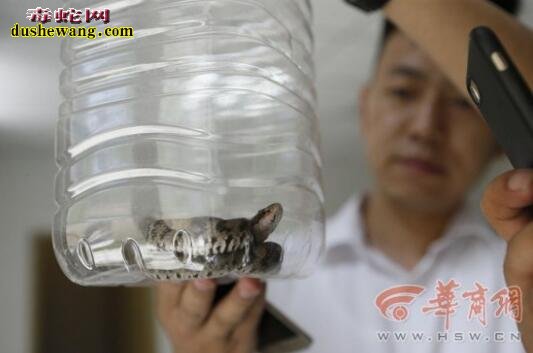 曲江玫瑰园小区现30厘米麻蛇 专家鉴定疑似剧毒白眉蝮蛇