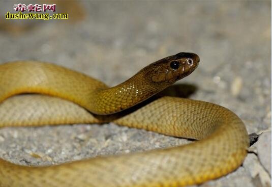 世界上最危险的20种蛇 内陆太攀蛇居首