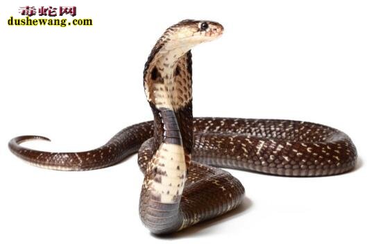 世界上最危险的20种蛇 内陆太攀蛇居首