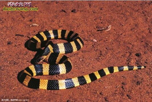 金环蛇和蝮蛇哪一个毒性猛烈？