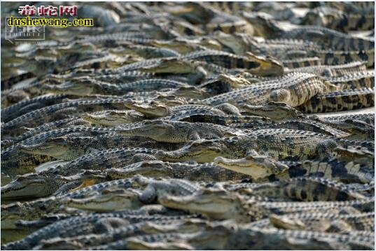 泰国饲养鳄鱼到制作鳄鱼皮包全部过程