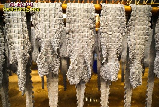 泰国饲养鳄鱼到制作鳄鱼皮包全部过程