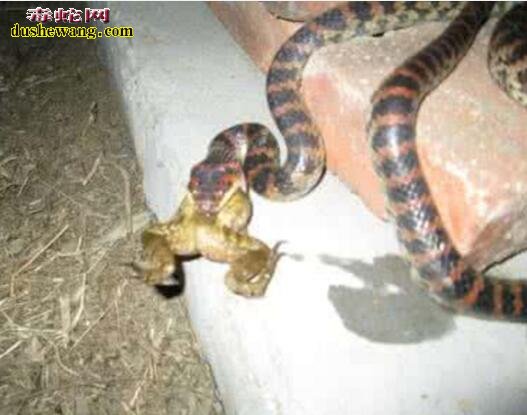 赤练蛇毒性 关于赤练蛇的毒性讨论