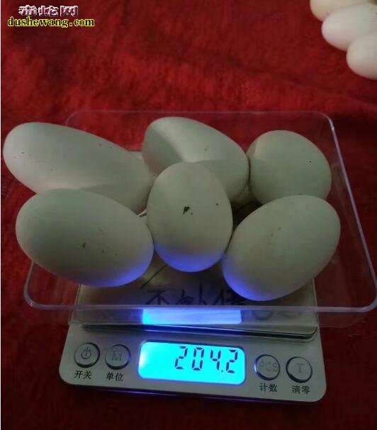 种蛇养殖 关于种蛇养殖和肉用蛇养殖的一些区别